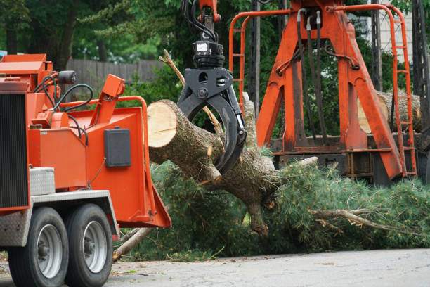 Best Tree and Shrub Care  in Spencer, WI